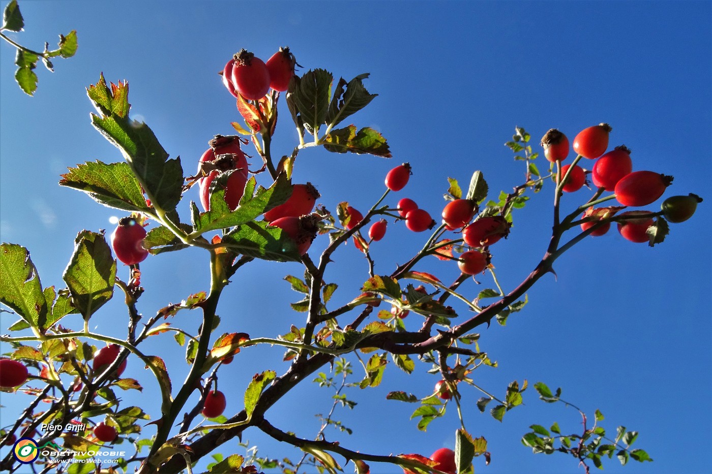 19 Bacche di rosa canina.JPG -                                